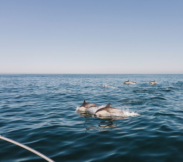 Dolphins in Redondo Beach